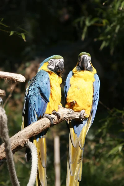 Dois papagaios — Fotografia de Stock