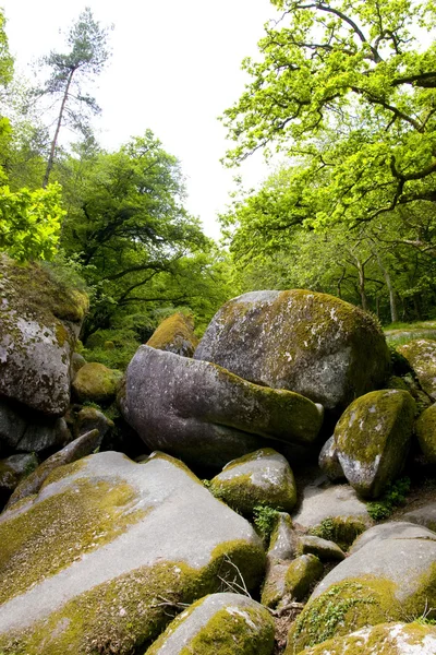 Камені у лісі — стокове фото