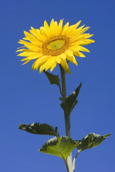 stock image Sunflower