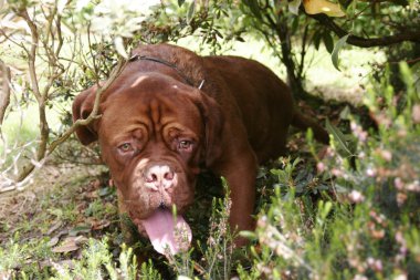 Dogue De Bordeaux