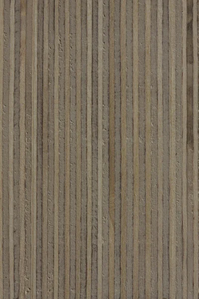 Birch end grain texture — Stock Photo, Image