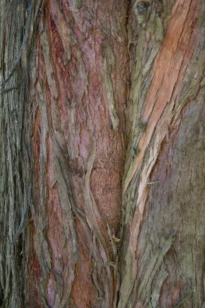 Макрос дерева — стокове фото