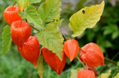 September's physalis clipart