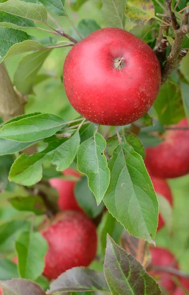 発見リンゴ - 垂直のクローズ アップ — Stock fotografie