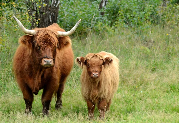 Highland cattles — Stockfoto