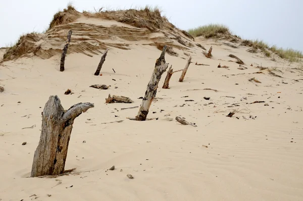 Tree trunks destroyed by sand — Stock Photo, Image
