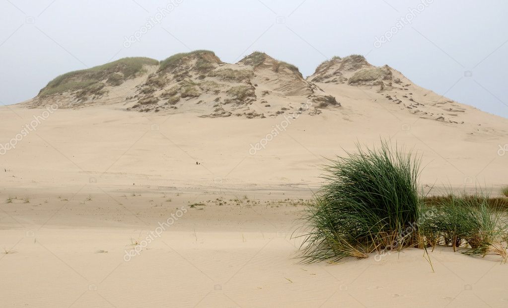 Dunes landscape