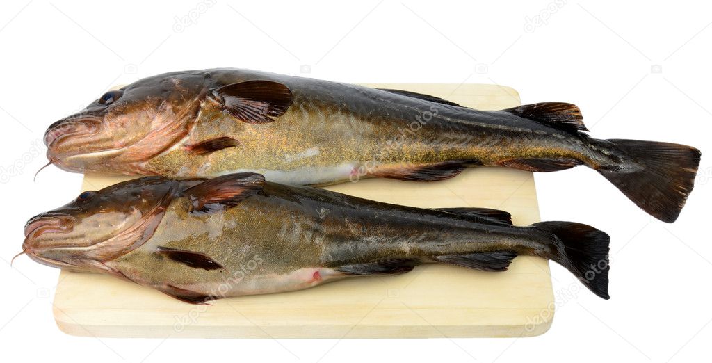 Two fresh catched cods