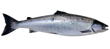 Wild Baltic salmon clipart