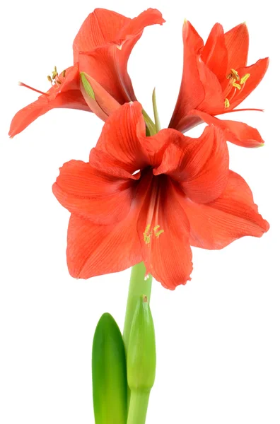 Closeup for amaryllis bloom — Stock Photo, Image