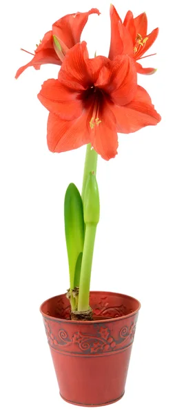 Amaryllis i jul blomkruka — Stockfoto