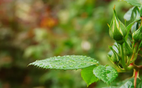 stock image Green leafs with dew drops