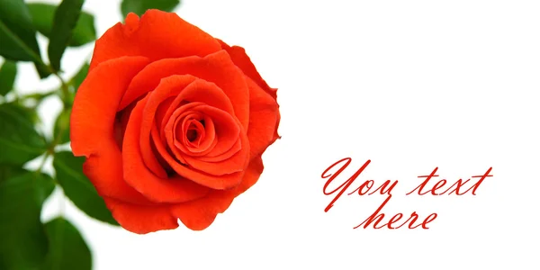 Czerwona róża z miejsca na tekst — Zdjęcie stockowe
