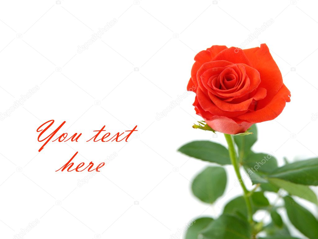 Red rose with space for text