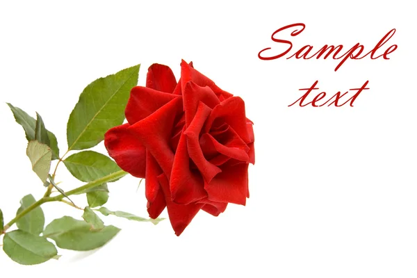 Rosa roja con espacio para texto — Foto de Stock