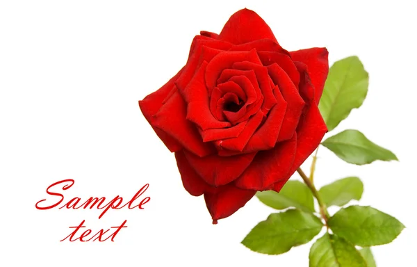 Czerwona róża z miejsca na tekst — Zdjęcie stockowe