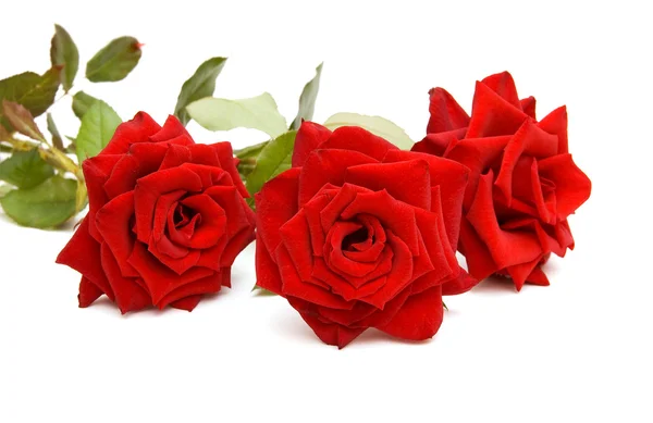 三朵红玫瑰 — 图库照片