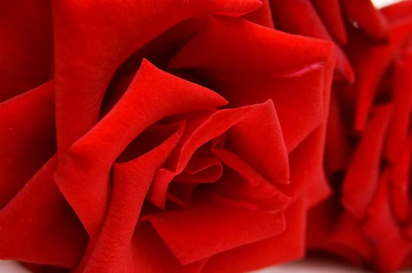 Κοντινό κόκκινο τριαντάφυλλο — Φωτογραφία Αρχείου