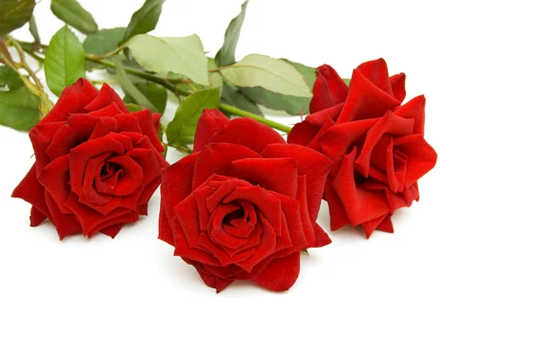 Три червоні троянди — стокове фото