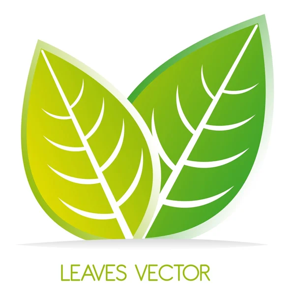 Вектор листьев — стоковый вектор