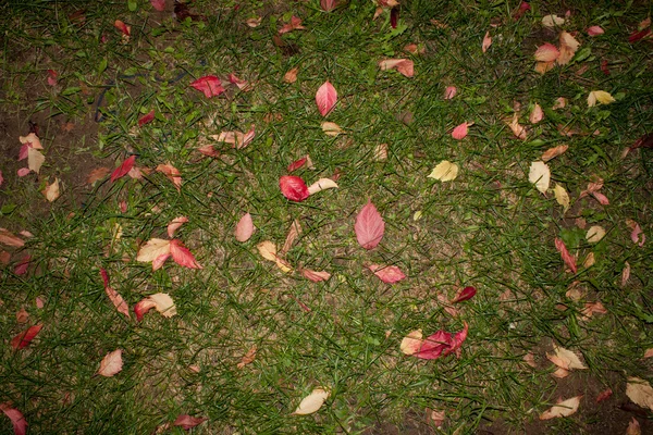 树叶 — 图库照片