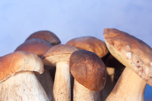stock image Mushrooms