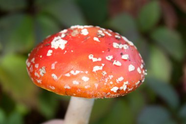 Amanita