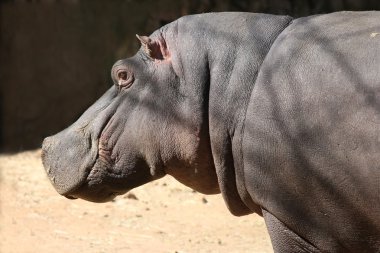 hippopotumus profili