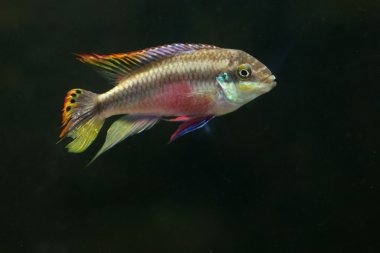 Rainbow Kribensis Fish clipart