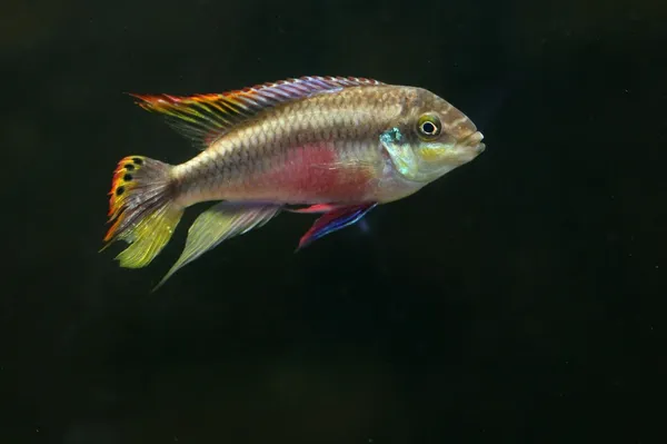 Tęczowe rybki kribensis — Zdjęcie stockowe