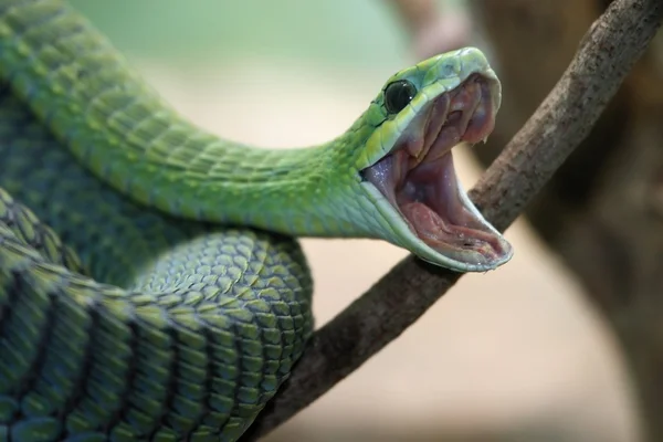 Boomslang 뱀 스톡 사진