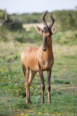 Kırmızı hartebeest antilop