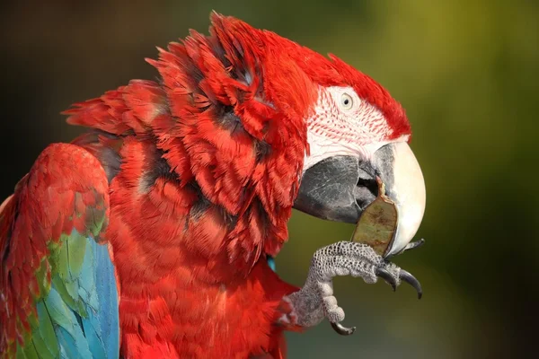 緋色のコンゴウインコ鳥 — ストック写真