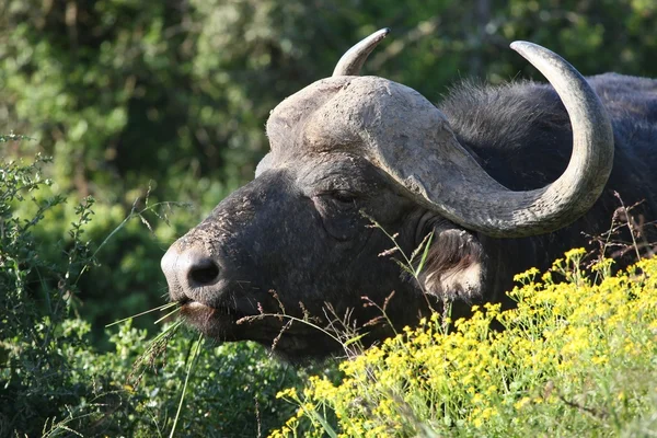Kafferbuffel portret — Stockfoto