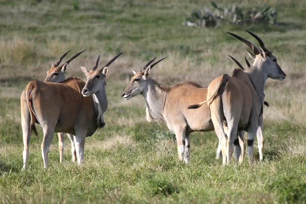Eland Antelope — Stock Photo, Image