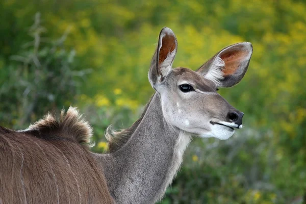 Kudu Ewe Antelope — Stock Photo, Image
