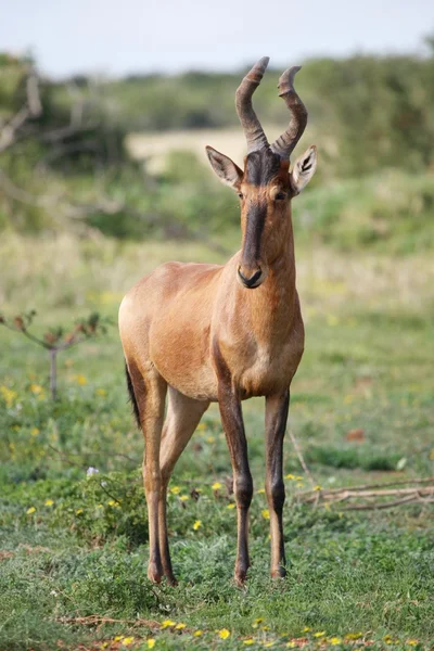Červená Buvolec stepní antilopa — Stock fotografie