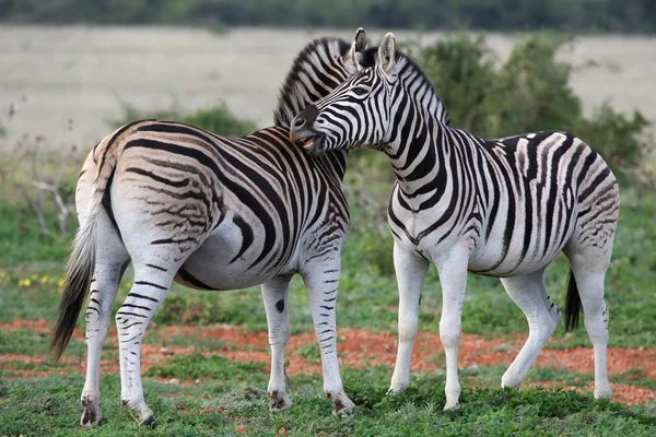 Burchell veya plains zebra — Stok fotoğraf