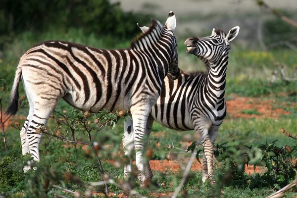 Unga vilda zebror — Stockfoto