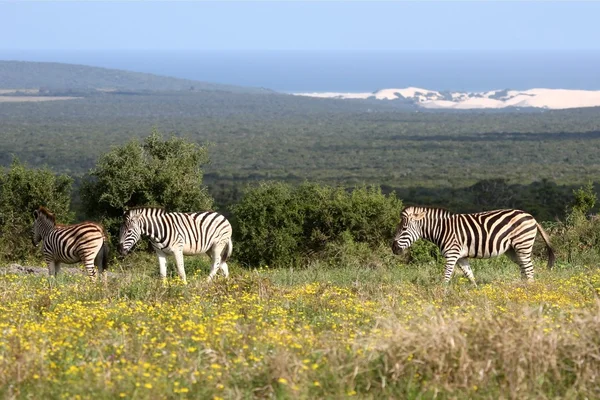 stock image Zebras at the Coast