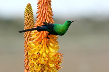 Beautiful Malachite Sunbird clipart