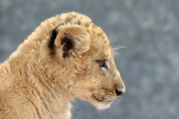 Lion cub profil — Zdjęcie stockowe