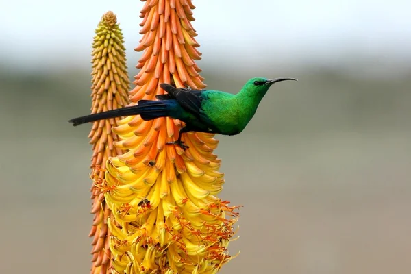 stock image Beautiful Malachite Sunbird