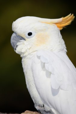 Sulphur Crested Cockatoo clipart