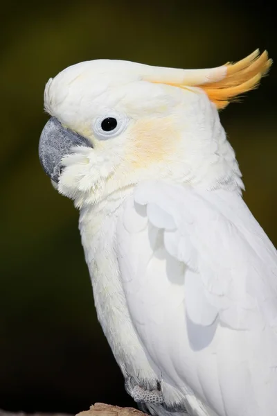 硫磺奶油鹦鹉 — 图库照片