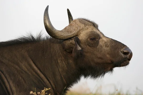 Perfil de Buffalo africano —  Fotos de Stock