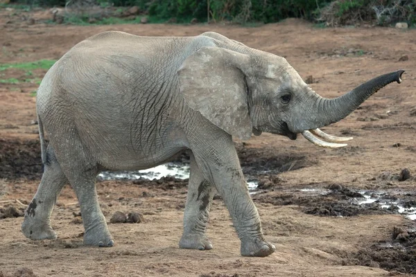 Afrikaanse olifant ruiken — Stockfoto
