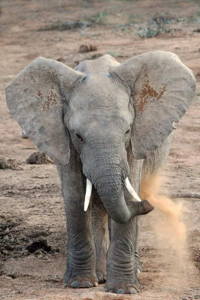 Elefantenstaubbaden — Stockfoto
