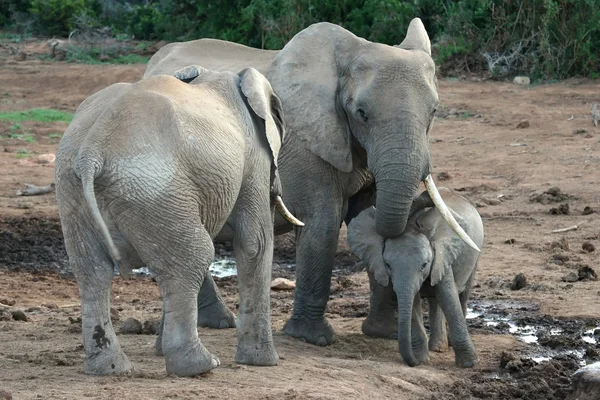 Bebek Afrika fili — Stok fotoğraf