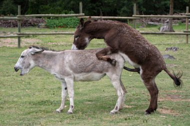 Mating Donkeys clipart